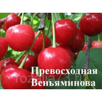 Черевишня Превосходная Веньяминова
